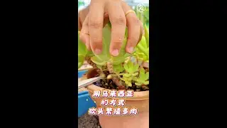 用马来西亚的方式砍头繁殖，毫无保留，很多重点，句句干货，一棵变多棵不在是梦🎉🎉