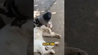 This pigeon rushes to save cat ❤️