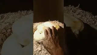 BURMESE Python handling tips.