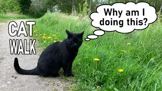 Black cat struggles through a walk to the bench