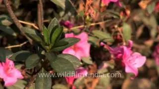 Azaleas belong to the Rhododendron family...