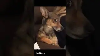 I'm so hungry I could eat a damn dog🤣