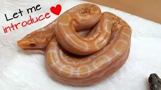 Let me introduce - our Sun Dragon Motley boa project