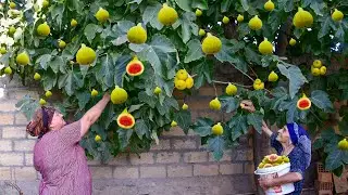 Сбор инжира, приготовление варенья из инжира и приготовление курицы с помощью лимонного сока