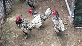 Silver Sebright Bantam roosters