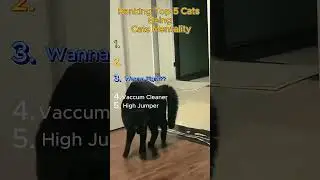 Ranking the Top 5 Most &ldquo;Cats Being Cats&rdquo; Moments (Pure Chaos)