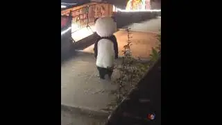 Sad Teddy Bear Walking Meme Template