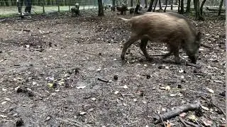 WildSauSeo Trailer