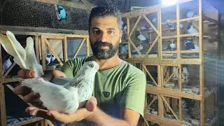 غيه حمام كامله للبيع كل انواع الحمام موجوده و كمان عرض علي الزغاليل
