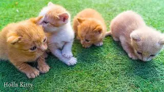 Warning: These Cats Will Make You LOL | Comedy by Holla Kitty