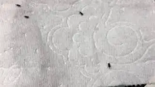 Tiny crawling black bugs in toilet tank and bowl