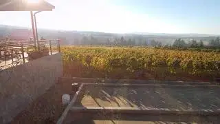 Ponzi Winery