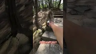 This Monkey's IQ Test Response Will Shock You! #AnimalBehavior #WildlifeTest