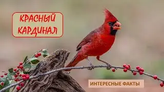 КРАСНЫЙ КАРДИНАЛ🐦/Птицы/Животные/Интересные факты