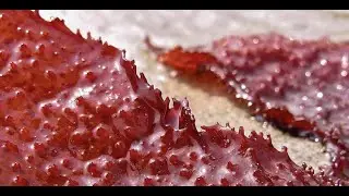 Ancestors Of Algae Might've Been Carnivorous, Mobile Plants