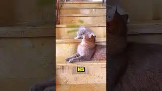 Кошка-мама спасает своего детеныша от гнева папы 🐱 #шорты #кошки