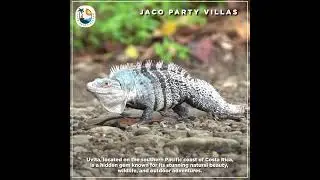 Exploring the Enchanting Jaco Costa Rica with JacoPartyVillas.com