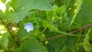 Veronica Persica - 1 Minute With A Flower Meditative Messages 4K HD QUALITY