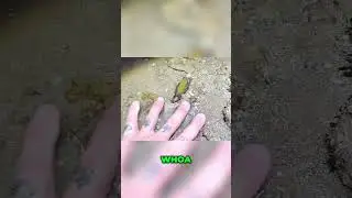 Octopus Size Comparison  Is This Sea Creature Bigger Than Your Hand?! #shorts #fyp #reels #viral