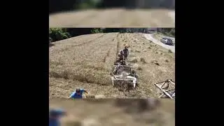 Mietitura grano 3 luglio 2022 Torre Bormida CN