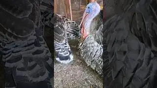 male Turkey sound | male turkey globbing #feedshorts #turkeyfarm #turkey #globbing