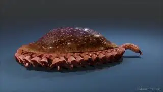 キンベレラ　Kimberella