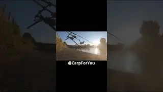 Carp Run 44   #carpfishing #carp #fishing