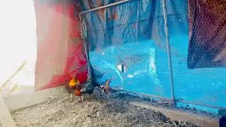 Red junglefowl rooster with hatch hens just for a couple of months.