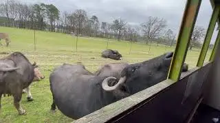 Wild Georgia Safari Park