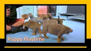 Puppy Playtime | Play The Right Way | XL American Bully Puppies
