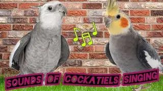 Cockatiel Singing Sounds &ndash; Relaxing and Fun Happy Bird Whistles to Cheer Up Your Cockatiel