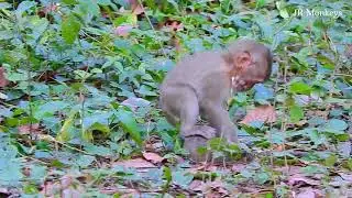 Oops!! Seem really heavy when he carrying baby monkey Nori, Nori try run escape from brother