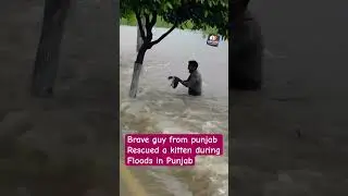 Brave guy saved a kitten during floods in punjab #save #animals #shorts #rescue #shortsfeed