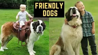 TOP 10 FRIENDLY DOG BREEDS | TOP 10 DOGS FOR FAMILIES | FRIENDLY PUPPY | KID FRIENDLY DOGS