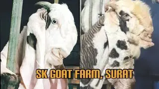 Quality Punch face Hyderabadi Bakre || SK GOAT FARM, SURAT.