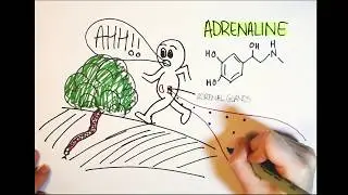 How does adrenaline work?