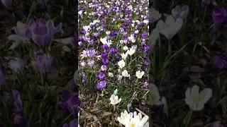 Crocus (Crocus x) - plants in flower (mixed) - February 2021