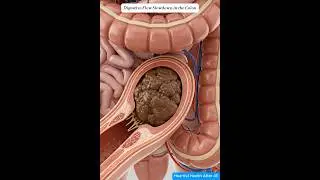 Digestive Flow Slowdown in the Colon | 3D Health Education