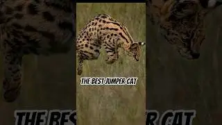 This Wild Cat Can Jump Higher Than Any Other 😱 | Serval #servalcats #shorts