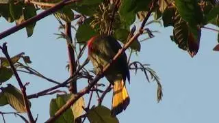 Red-bearded Bee-Eater calling