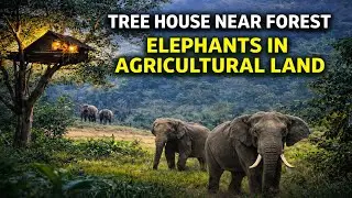 Living Close to Elephants | Village Life near Bandipur | Bandipura | Forest #forest #viral#elephant