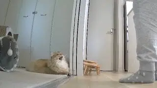 名前を呼んだら返事してくれる猫が可愛くて何度も呼んでたら...