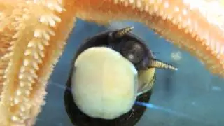 Strandschnecken Littorinidae Caenogastropoda sind Pflanzenfresser mikroskopische makroskopische Alge