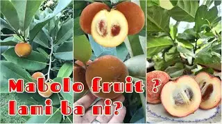 Mabolo fruit, also known as velvet apple, offers benefits like strong antioxidant .