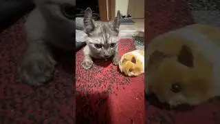 Cute baby cat #babycat #lucu #kitty #billi #pets #kucing #funnycat