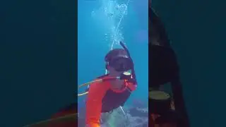 Immersive Serenity: Daring Dive into a Vibrant Underwater Paradise 🌊🐠