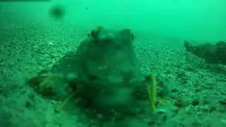 The Secret Life of Sea Robins | Intriguing New Underwater Footage!