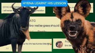 Hyena taught a lesson by  a wildbeast.  Bro became an introvert 😂🤣💀