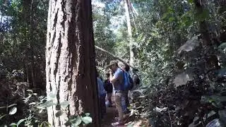 Madagascar Rainforest
