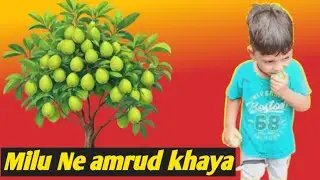 मिलुने अमरुद🥰 खाए  milune amrud khae long video Viral video Hindi vlog@miluKumarvlogs-n5s 
